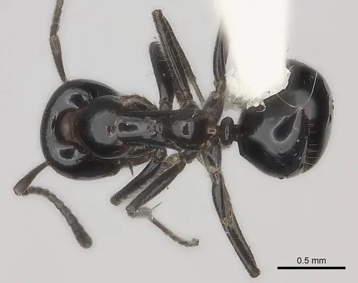 Iridomyrmex innocens specimen CASENT0217417 image casent0217417_1