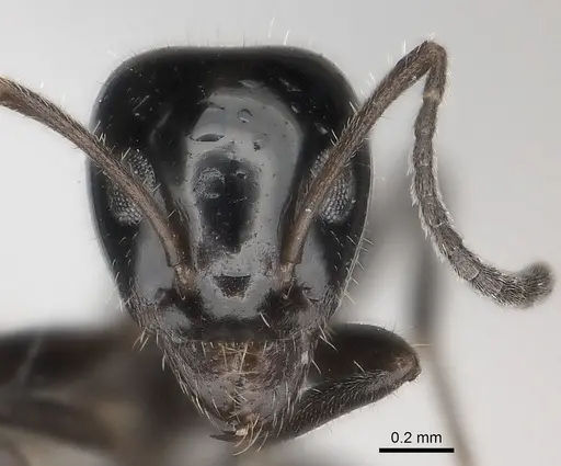 Iridomyrmex innocens specimen CASENT0217417 image casent0217417_2