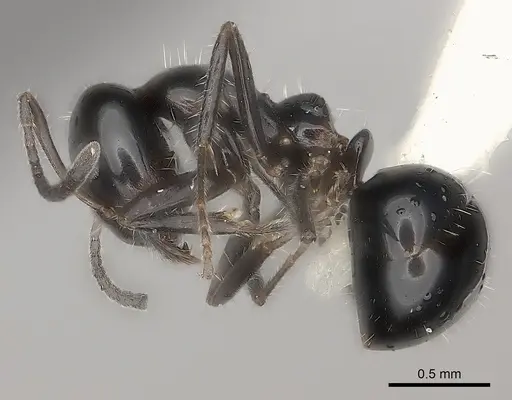 Iridomyrmex innocens specimen CASENT0217417 image casent0217417_3