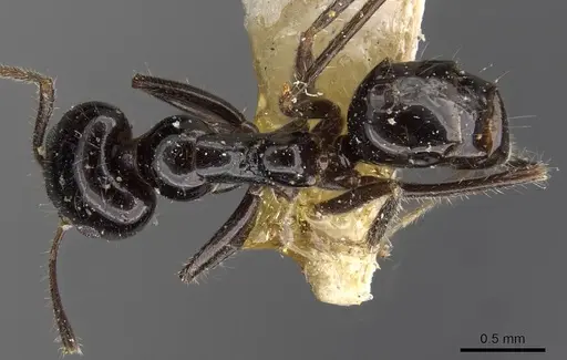 Iridomyrmex innocens specimen CASENT0909538 image casent0909538_1