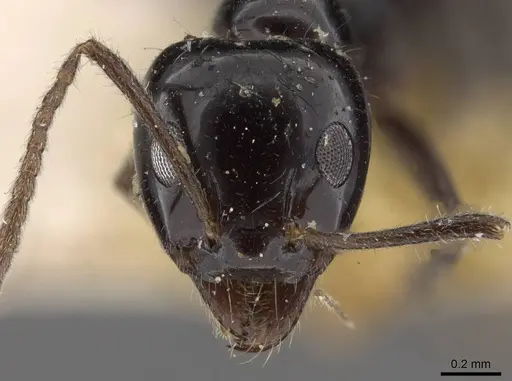 Iridomyrmex innocens specimen CASENT0909538 image casent0909538_2