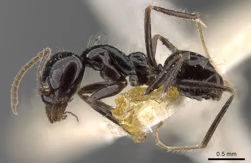 Iridomyrmex innocens specimen CASENT0909538 image casent0909538_3