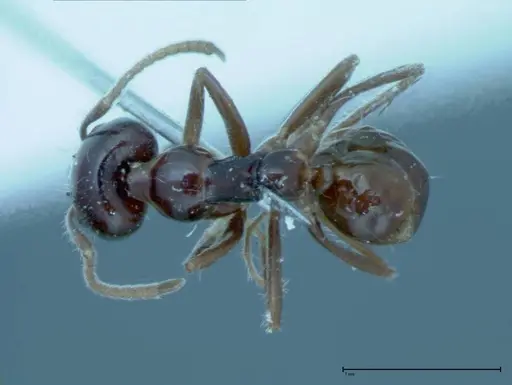 Iridomyrmex innocens specimen FOCOL0019 image focol0019_1