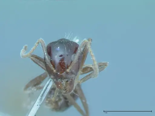 Iridomyrmex innocens specimen FOCOL0019 image focol0019_2