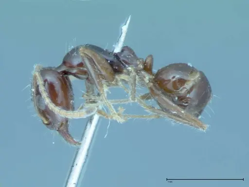 Iridomyrmex innocens specimen FOCOL0019 image focol0019_3