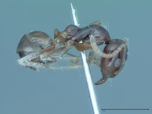 Iridomyrmex innocens specimen FOCOL0019 image focol0019_4