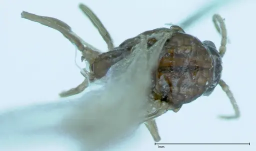 Iridomyrmex innocens specimen FOCOL0020 image focol0020_1