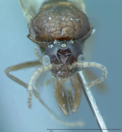 Iridomyrmex innocens specimen FOCOL0020 image focol0020_2
