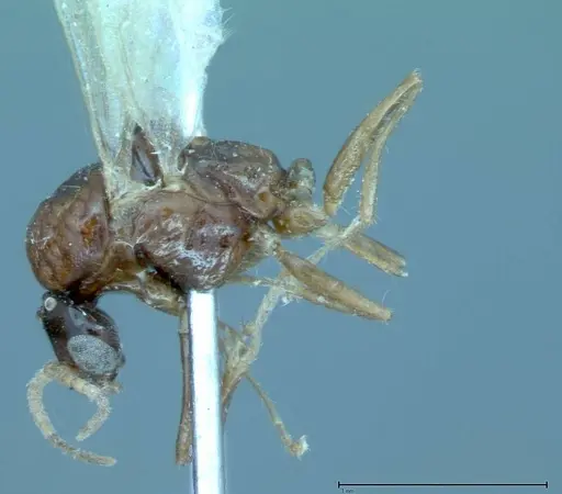 Iridomyrmex innocens specimen FOCOL0020 image focol0020_3