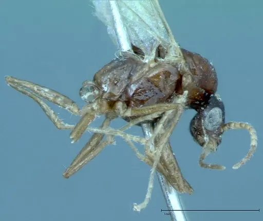 Iridomyrmex innocens specimen FOCOL0020 image focol0020_4