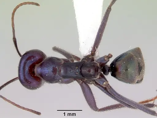 Iridomyrmex lividus specimen CASENT0172041 image casent0172041_1
