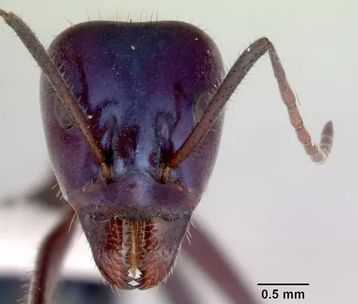Iridomyrmex lividus specimen CASENT0172041 image casent0172041_2