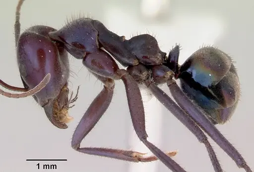 Iridomyrmex lividus specimen CASENT0172041 image casent0172041_3