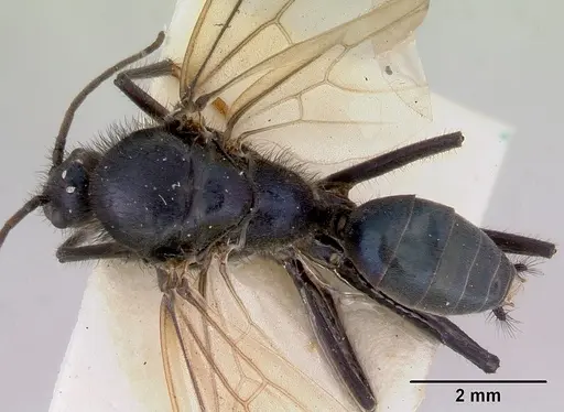 Iridomyrmex lividus specimen CASENT0172065 image casent0172065_1