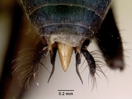 Iridomyrmex lividus specimen CASENT0172065 image casent0172065_2