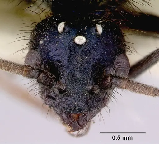 Iridomyrmex lividus specimen CASENT0172065 image casent0172065_3