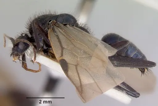 Iridomyrmex lividus specimen CASENT0172065 image casent0172065_4