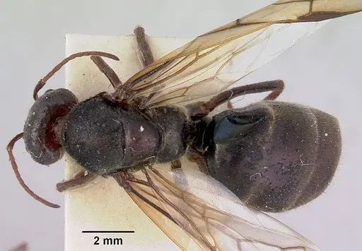 Iridomyrmex lividus specimen CASENT0172066 image casent0172066_1
