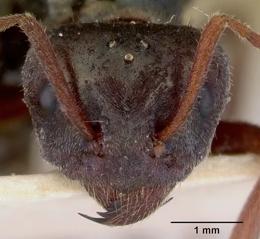 Iridomyrmex lividus specimen CASENT0172066 image casent0172066_2