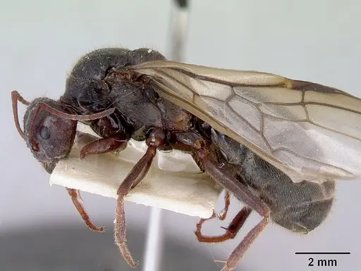 Iridomyrmex lividus specimen CASENT0172066 image casent0172066_3