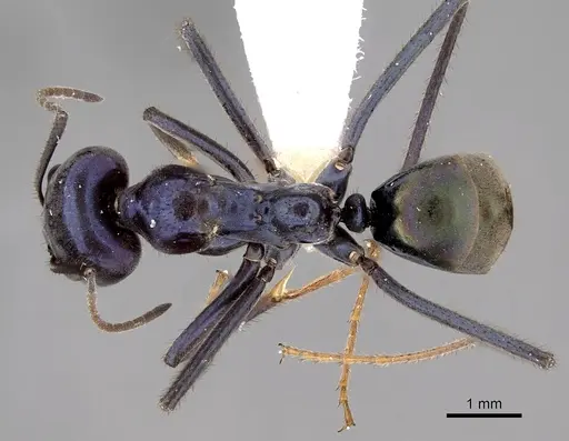 Iridomyrmex lividus specimen CASENT0249724 image casent0249724_1