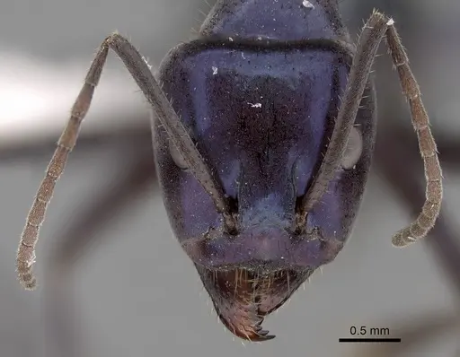 Iridomyrmex lividus specimen CASENT0249724 image casent0249724_2