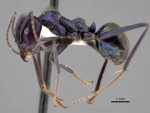 Iridomyrmex lividus specimen CASENT0249724 image casent0249724_3
