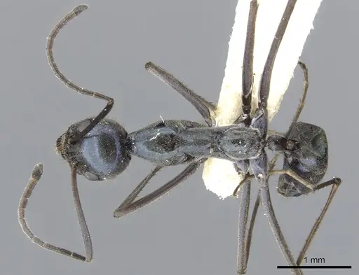 Iridomyrmex longisoma specimen CASENT0903090 image casent0903090_1