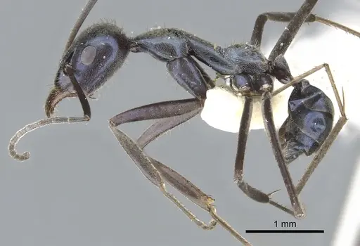 Iridomyrmex longisoma specimen CASENT0903090 image casent0903090_3