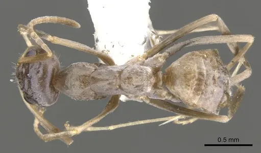 Iridomyrmex luteoclypeatus specimen CASENT0903097 image casent0903097_1