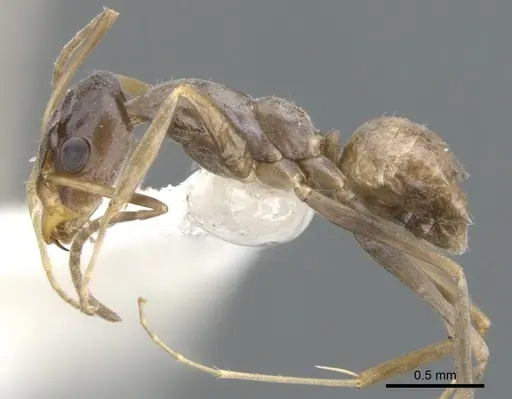 Iridomyrmex luteoclypeatus specimen CASENT0903097 image casent0903097_3