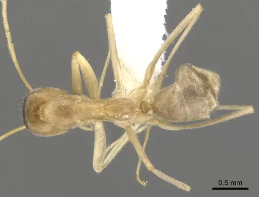 Iridomyrmex macrops specimen CASENT0903102 image casent0903102_1
