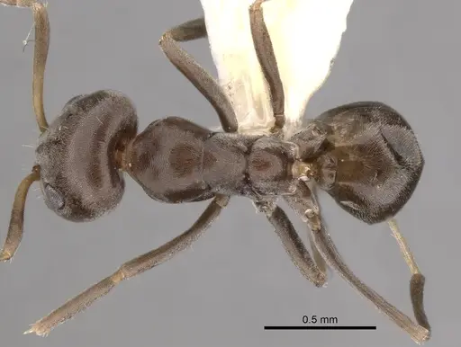 Iridomyrmex mattiroloi specimen CASENT0249720 image casent0249720_1