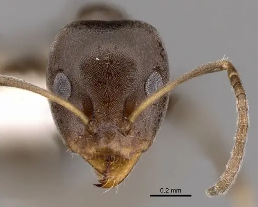 Iridomyrmex mattiroloi specimen CASENT0249720 image casent0249720_2