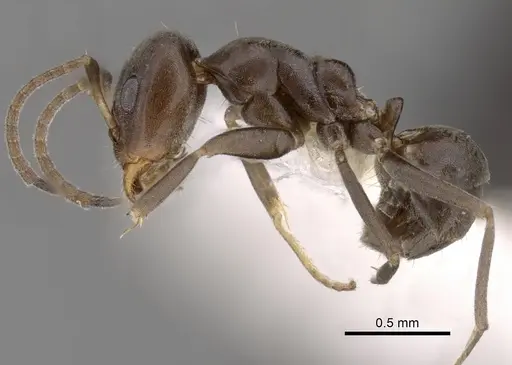 Iridomyrmex mattiroloi specimen CASENT0249720 image casent0249720_3