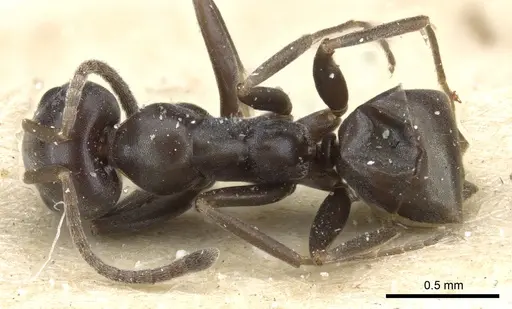 Iridomyrmex mattiroloi specimen CASENT0905057 image casent0905057_1