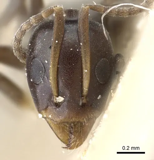 Iridomyrmex mattiroloi specimen CASENT0905057 image casent0905057_2