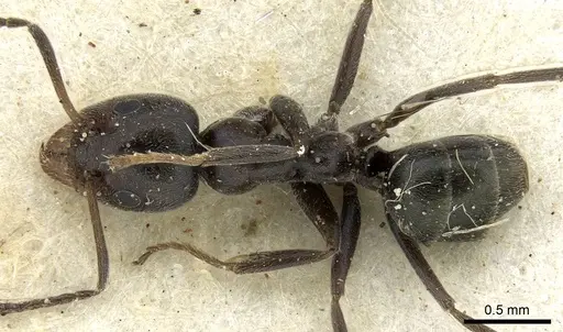 Iridomyrmex mattiroloi specimen CASENT0906243 image casent0906243_1