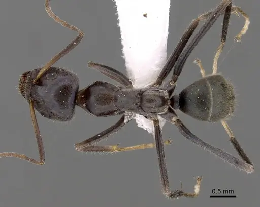 Iridomyrmex mayri specimen CASENT0249722 image casent0249722_1