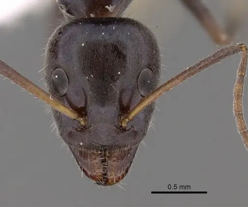 Iridomyrmex mayri specimen CASENT0249722 image casent0249722_2