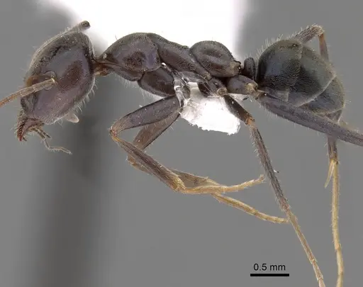 Iridomyrmex mayri specimen CASENT0249722 image casent0249722_3