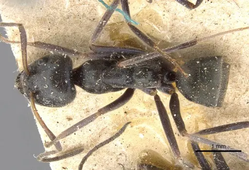 Iridomyrmex mayri specimen CASENT0909535 image casent0909535_1