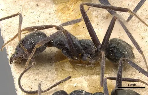 Iridomyrmex mayri specimen CASENT0909535 image casent0909535_3