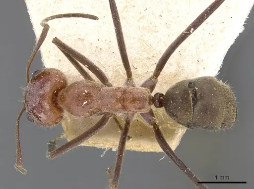 Iridomyrmex mayri specimen CASENT0909536 image casent0909536_1