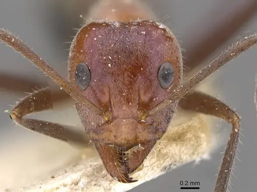 Iridomyrmex mayri specimen CASENT0909536 image casent0909536_2