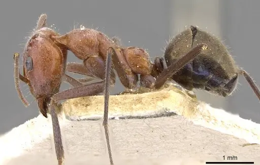 Iridomyrmex mayri specimen CASENT0909536 image casent0909536_3