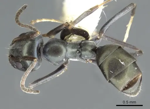 Iridomyrmex meridianus specimen CASENT0903089 image casent0903089_1