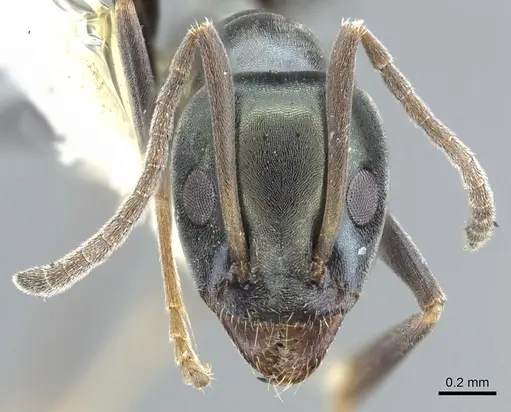 Iridomyrmex meridianus specimen CASENT0903089 image casent0903089_2