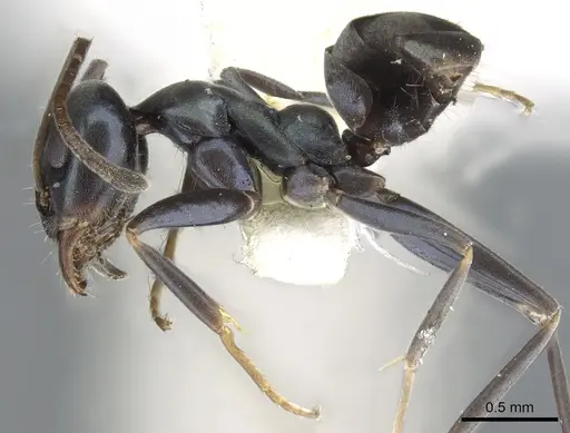 Iridomyrmex meridianus specimen CASENT0903089 image casent0903089_3