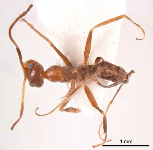 Iridomyrmex minor specimen ANTWEB1008647 image antweb1008647_1